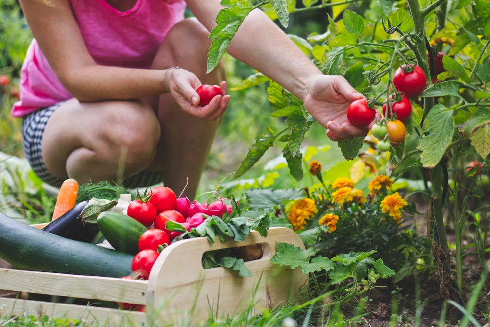 Healthy Reasons Why You Should Grow Vegetables