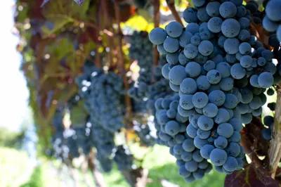 Red Wine Grapes