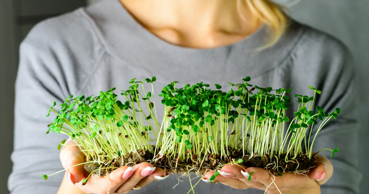 Are Sprouts Really Dangerous? ActiveBeat Your Daily Dose of Health