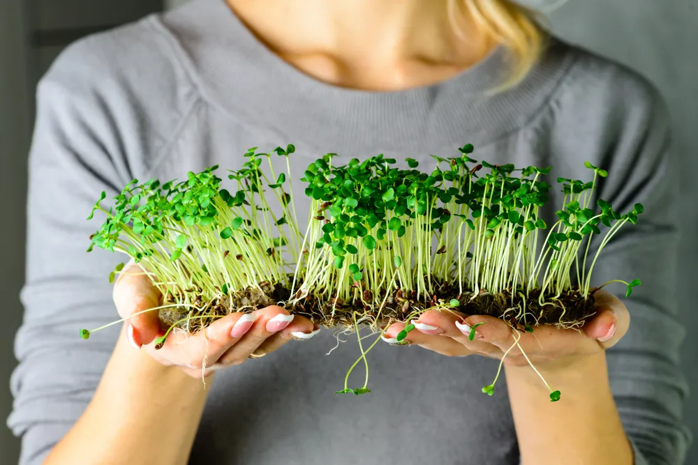 Are Sprouts Really Dangerous?