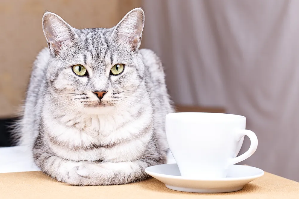 12 Household Items That Could Poison Your Pet