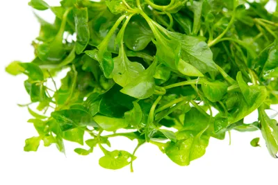 Watercress