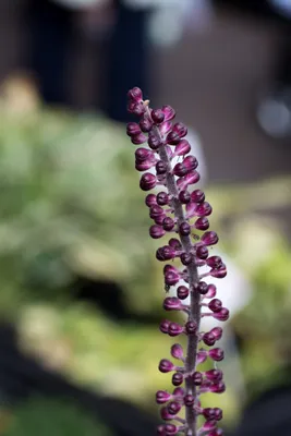 Black Cohosh