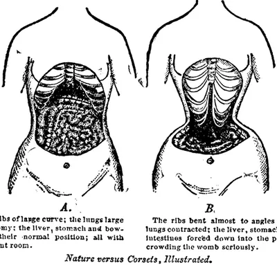 Waist trainer organ online damage