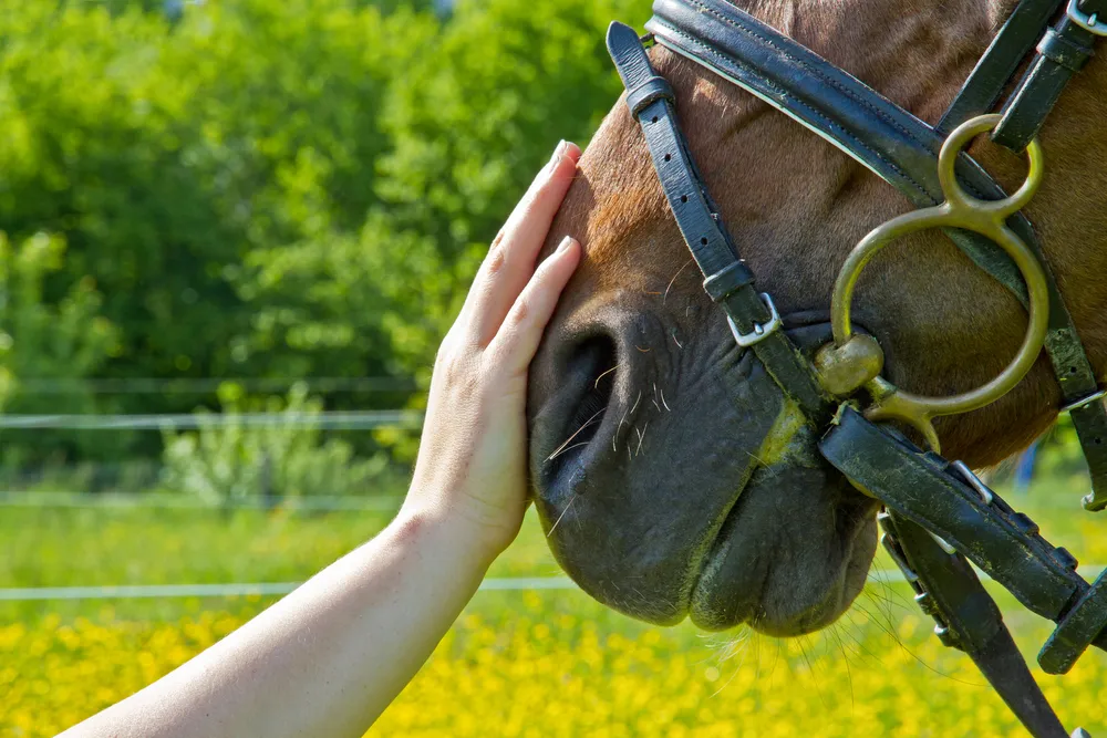 10 gesunde Vorteile der Tiertherapie