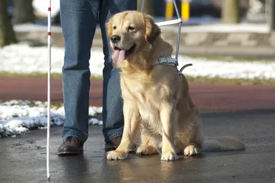 Service Dog