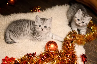 Cats Christmas Tinsel