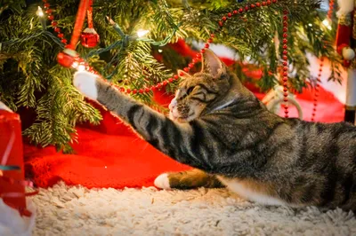 Cats Christmas