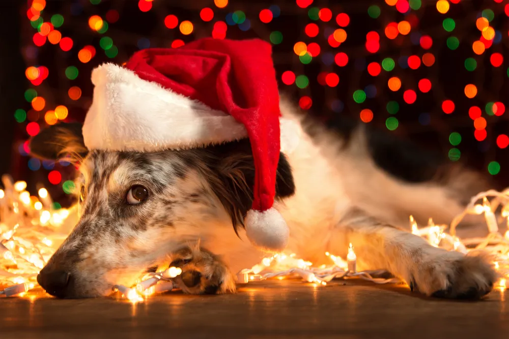 Tips for a Pet Friendly Holiday Season
