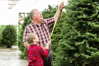 Measure the Tree