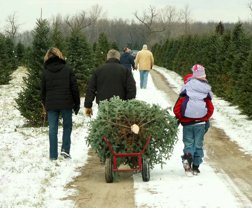 Siete formas de cuidar un árbol de Navidad auténtico