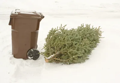 Tree Disposal