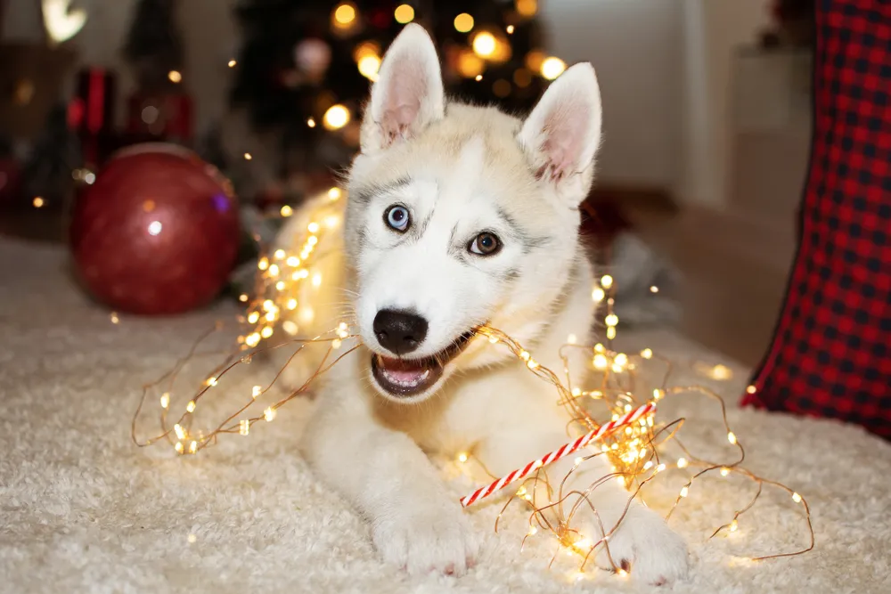 Common Holiday Pet Hazards