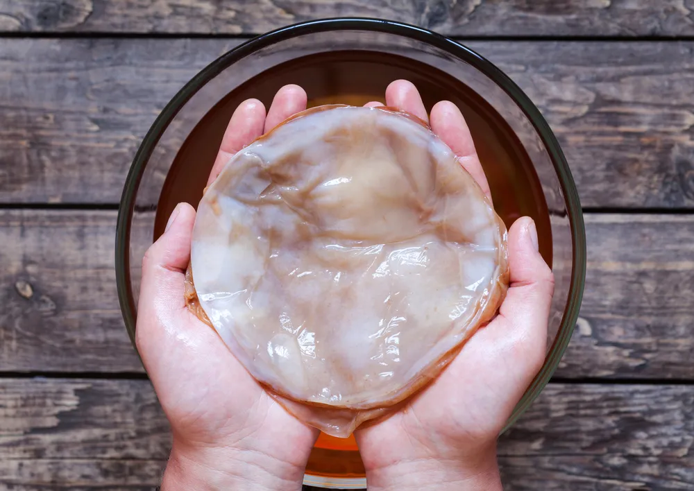 How to Make Kombucha in 6 Easy Steps