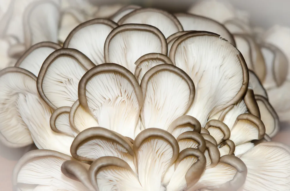 8 Types of Medicinal Mushrooms