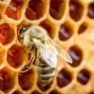 Sticky Facts on Health and Honeybees