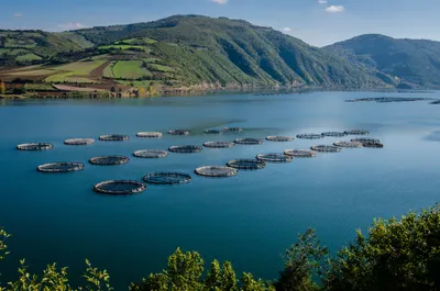 aquaculture fish farms