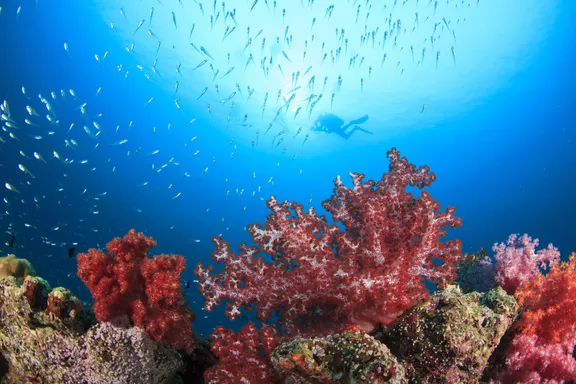 Immerse Yourself In These Facts About Healthy Oceans