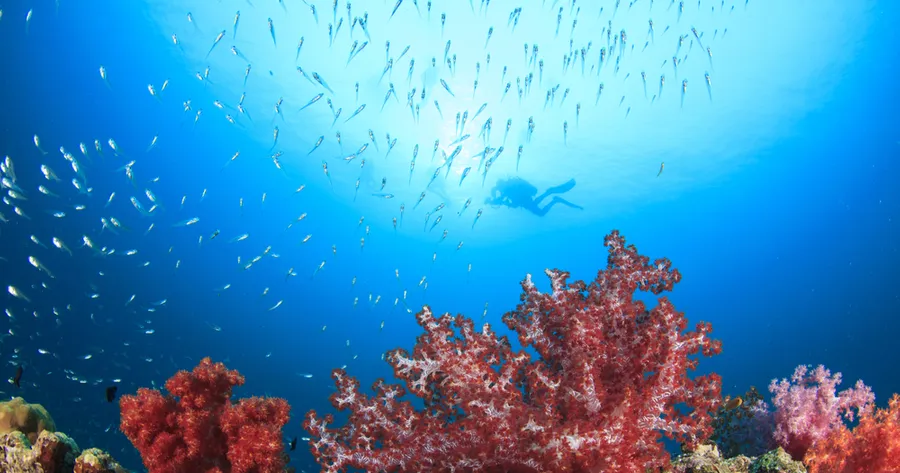 Immerse Yourself In These Facts About Healthy Oceans