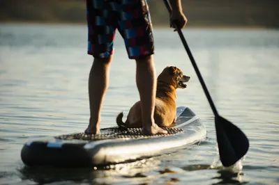 paddleboard