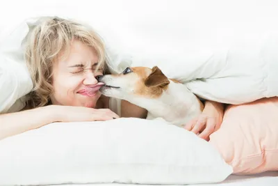 dog lick bed