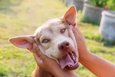 happy dog