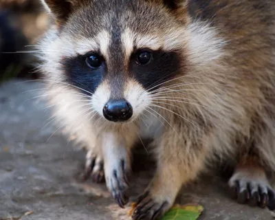 raccoon