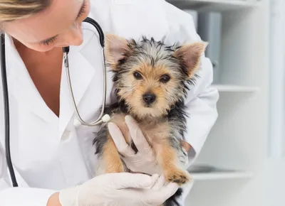 dog vet