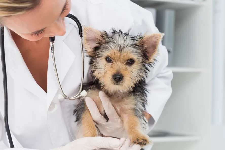 10 Ways to Keep your Family and Pets Safe from Rabies