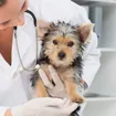 10 Ways to Keep your Family and Pets Safe from Rabies