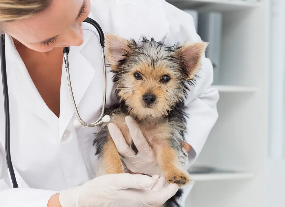 10 Ways to Keep your Family and Pets Safe from Rabies