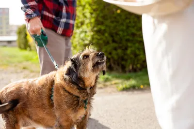 aggressive dog walking