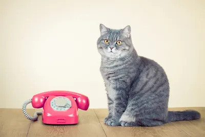 cat phone
