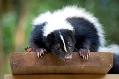 skunk