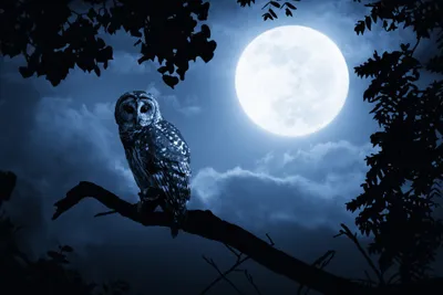 Call of the Night: Night Owls and Escaping Limits – Mechanical