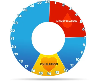 menstrual cycle