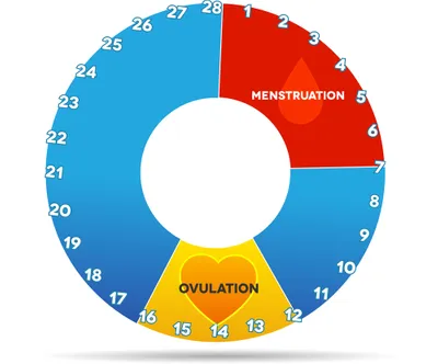 menstrual cycle