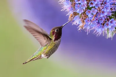 hummingbird