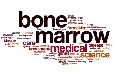 bone marrow