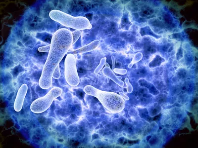 legionella bacteria