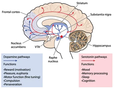 serotonin