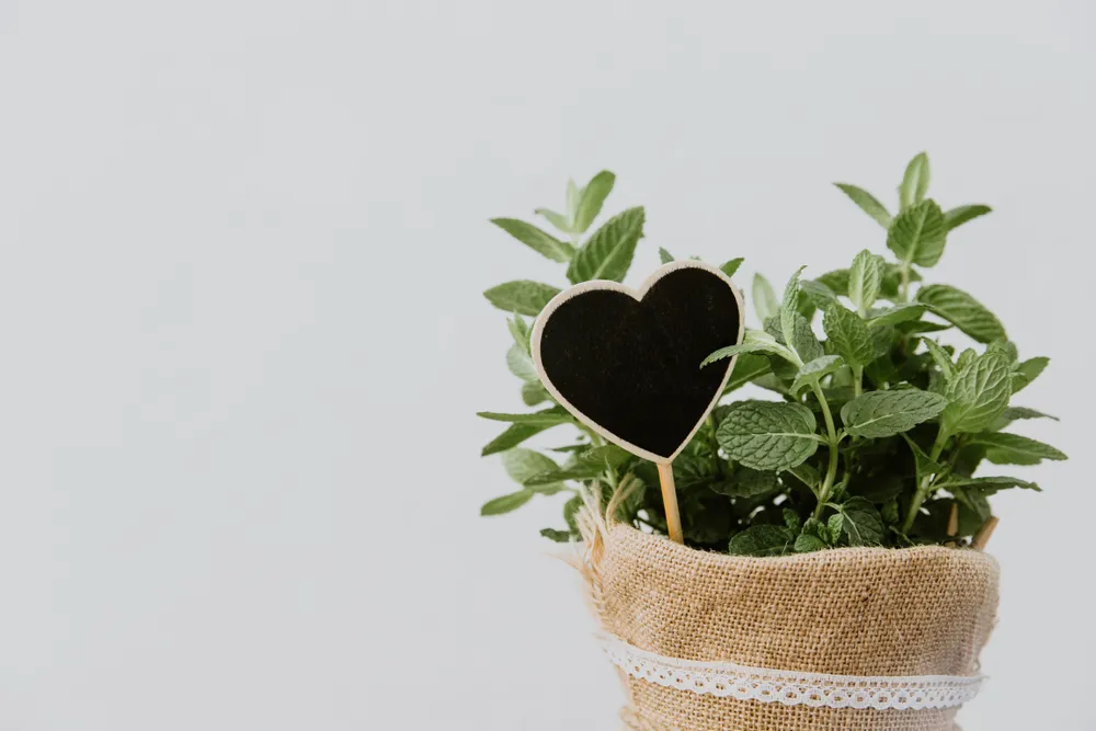 Fresh Herbs, What Are They Good For?