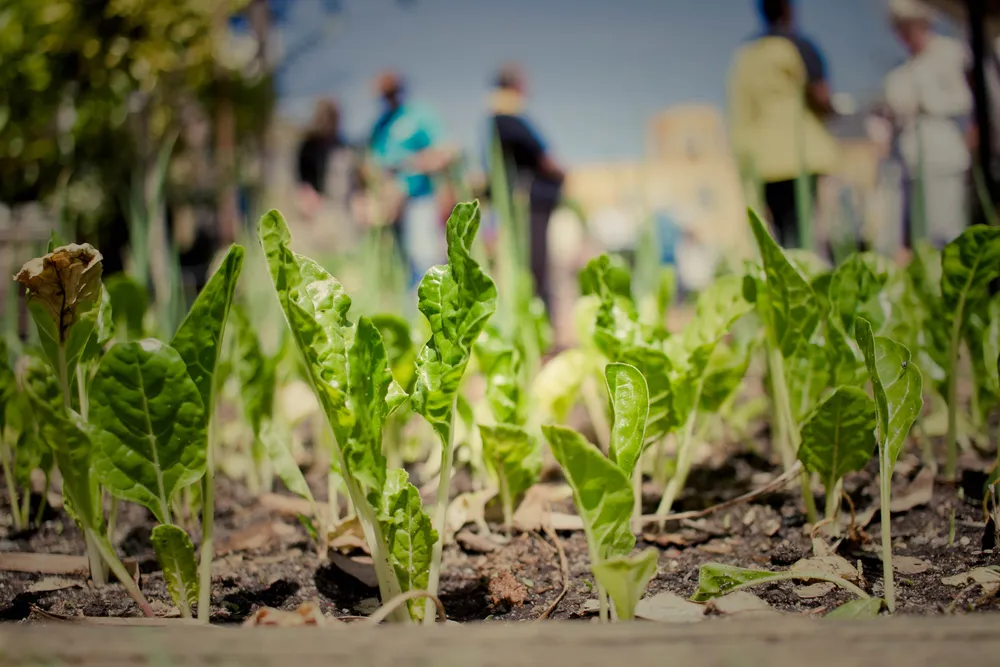 Video: #GrowFood is Killer Song with an Inspiring Social Message