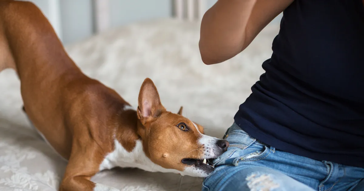 do i need a tetanus if my dog bites me