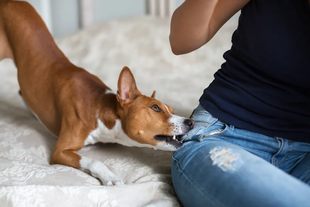 Dog Bites: 7 Health Facts and Precautions