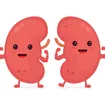 Tips for Maintaining Healthy Kidneys