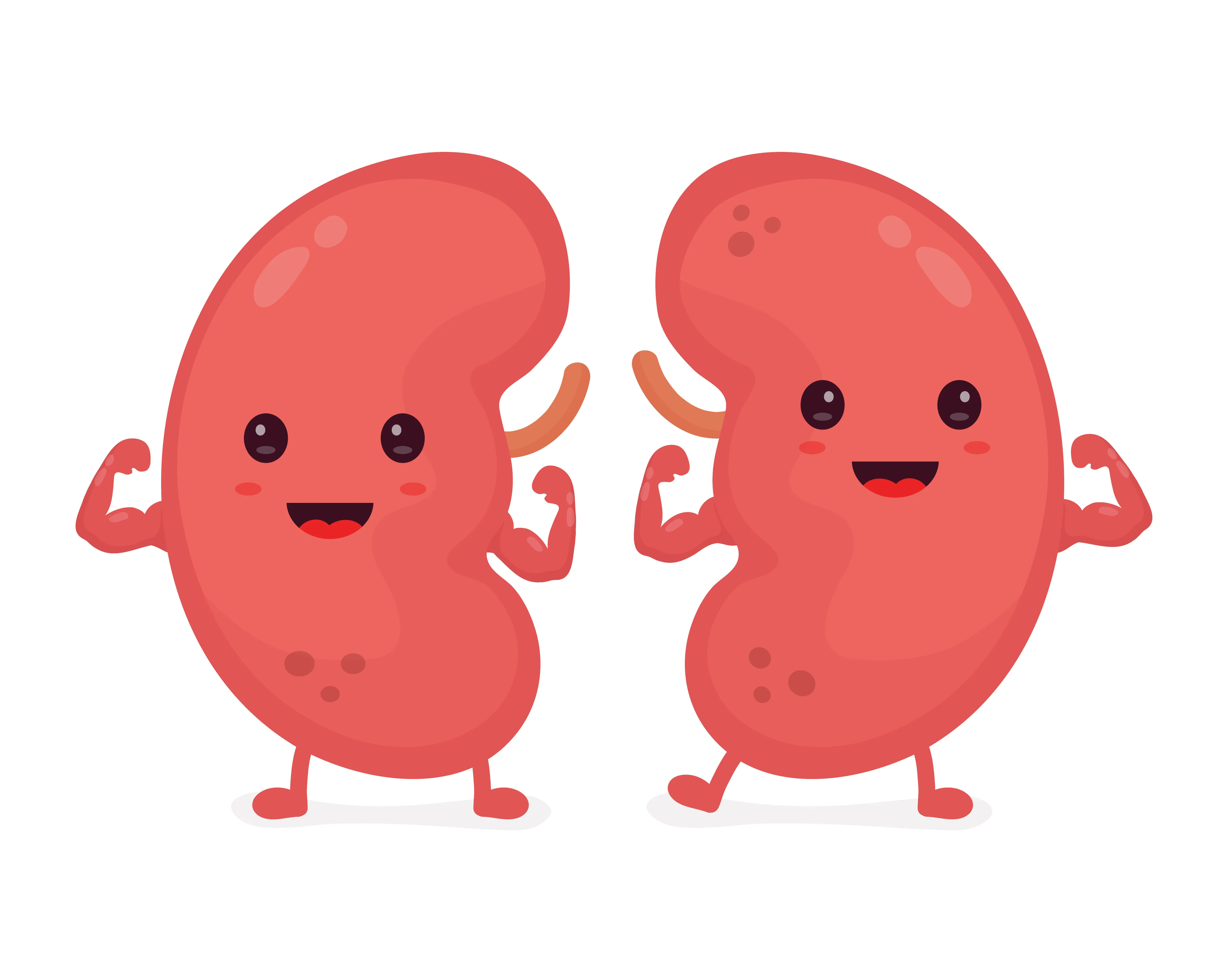 Tips for Maintaining Healthy Kidneys