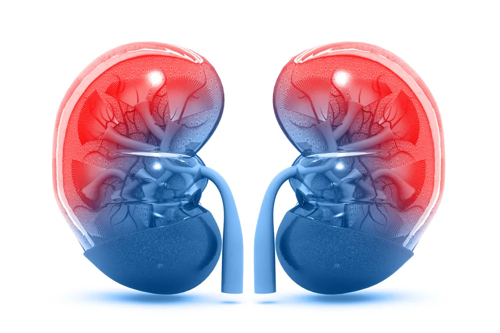 Causas principales de la enfermedad renal crónica