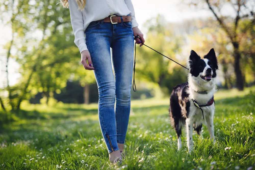 Important Reasons to Walk the Dog