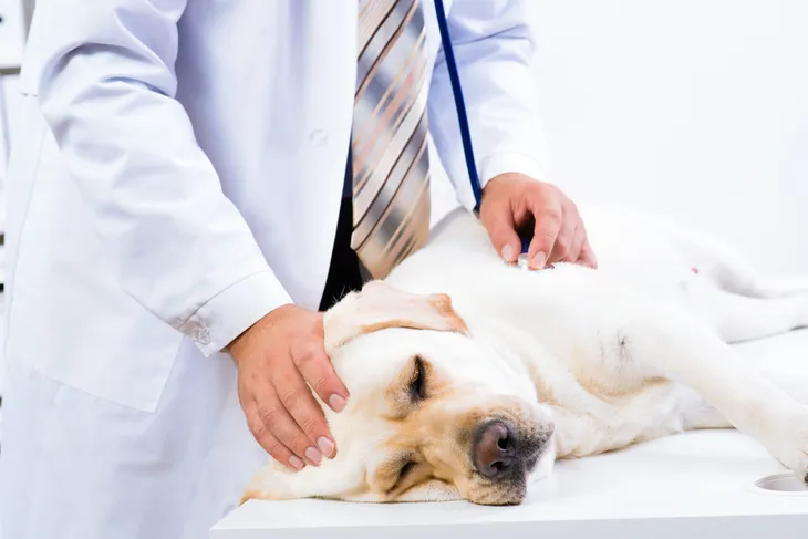 is anemia bad for dogs